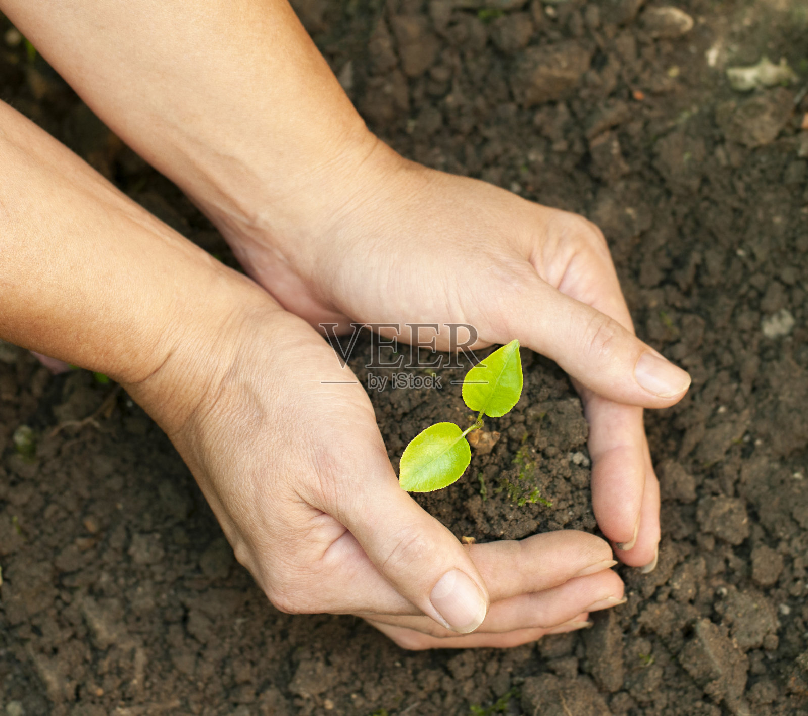 绿芽在地上用双手搂着照片摄影图片