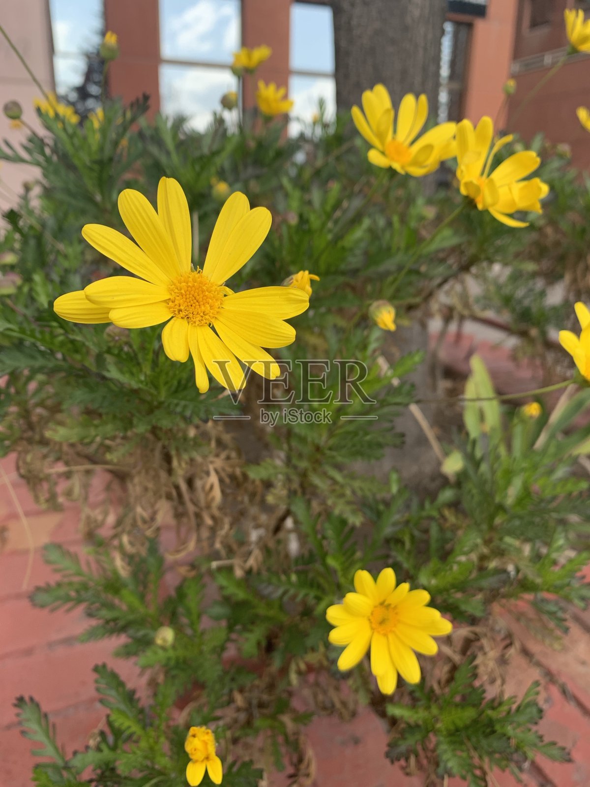 黄色的花朵在春天盛开照片摄影图片