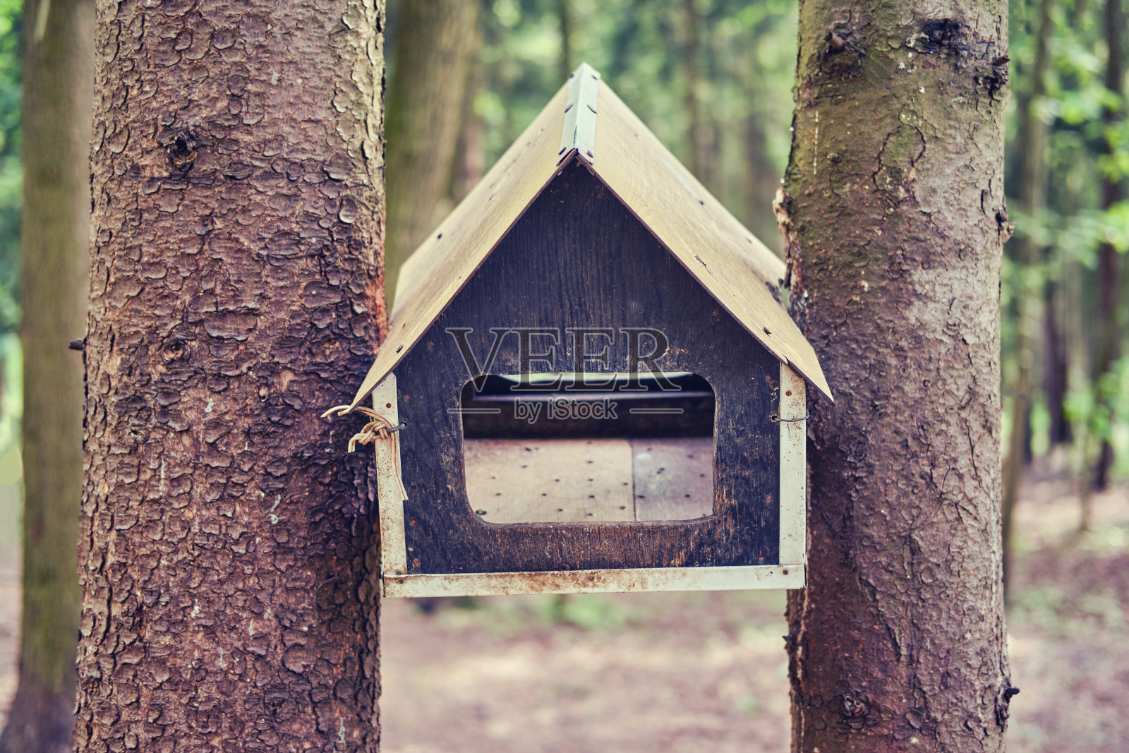 木制的鸟食器，固定在两棵树上，特写照片摄影图片