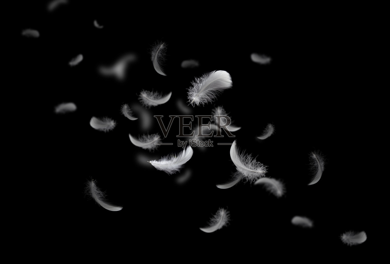 羽毛抽象的自由概念。一群轻盈蓬松的白色羽毛在黑暗中漂浮着。黑色背景。照片摄影图片