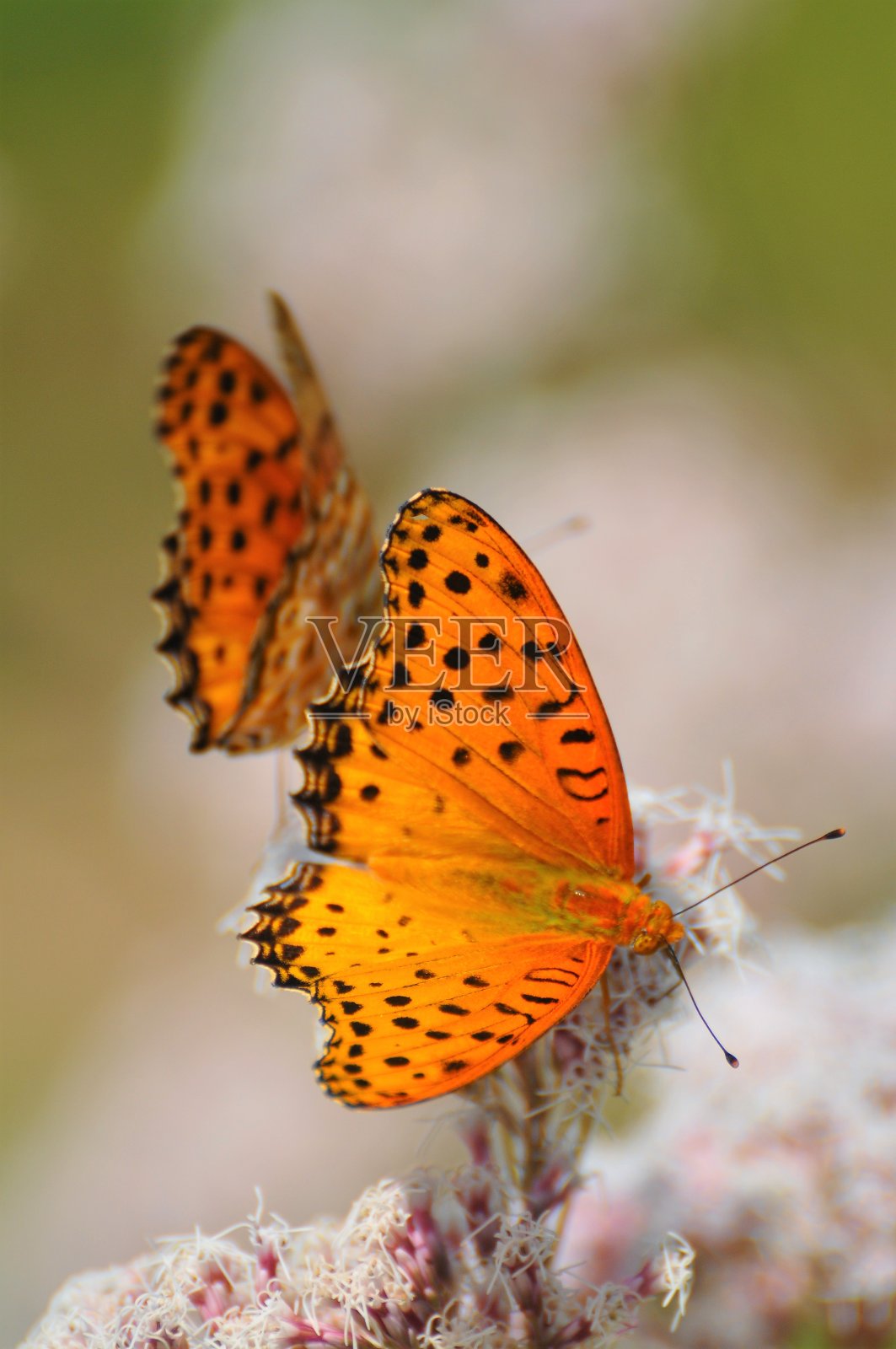 花朵和蝴蝶。照片摄影图片