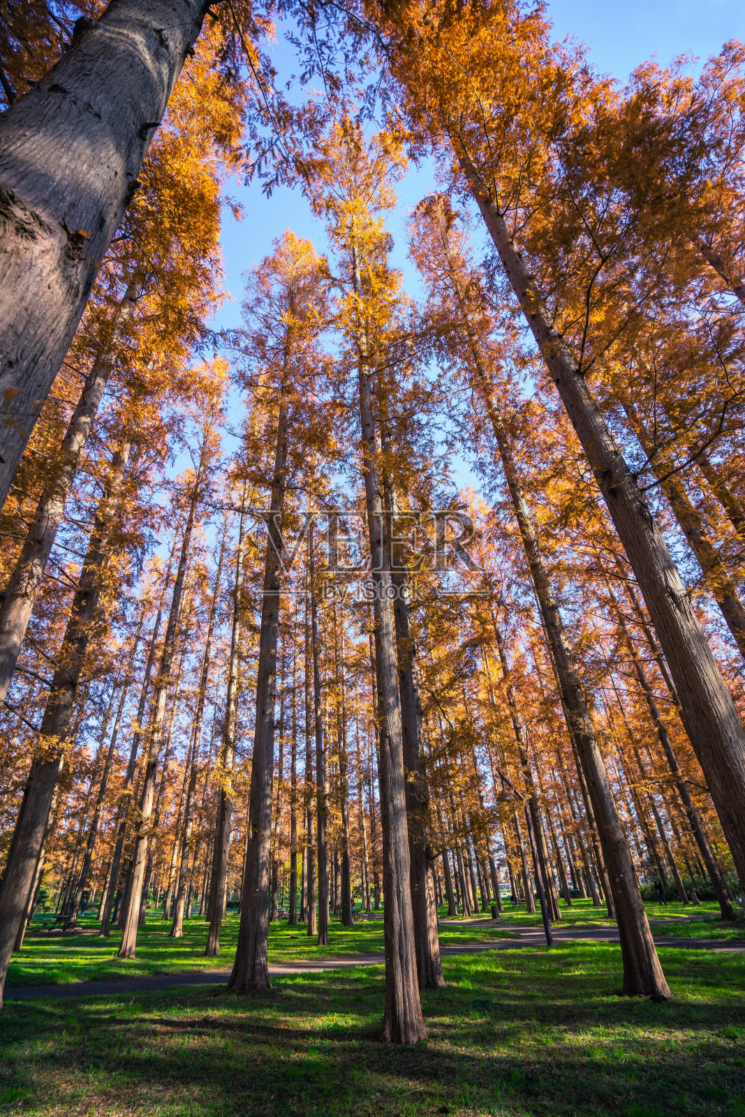 秋叶树。水杉。照片摄影图片