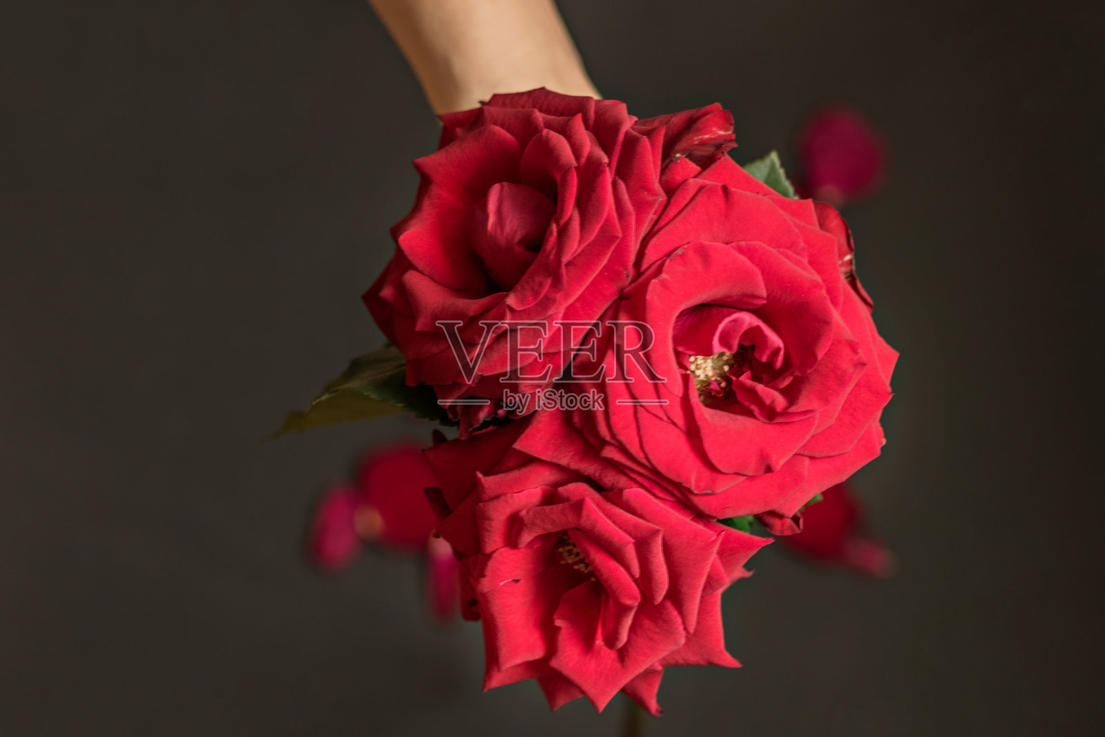 一束红色玫瑰在一个女性的手在一个黑色的背景和花瓣。注意的信号。情人节。照片摄影图片