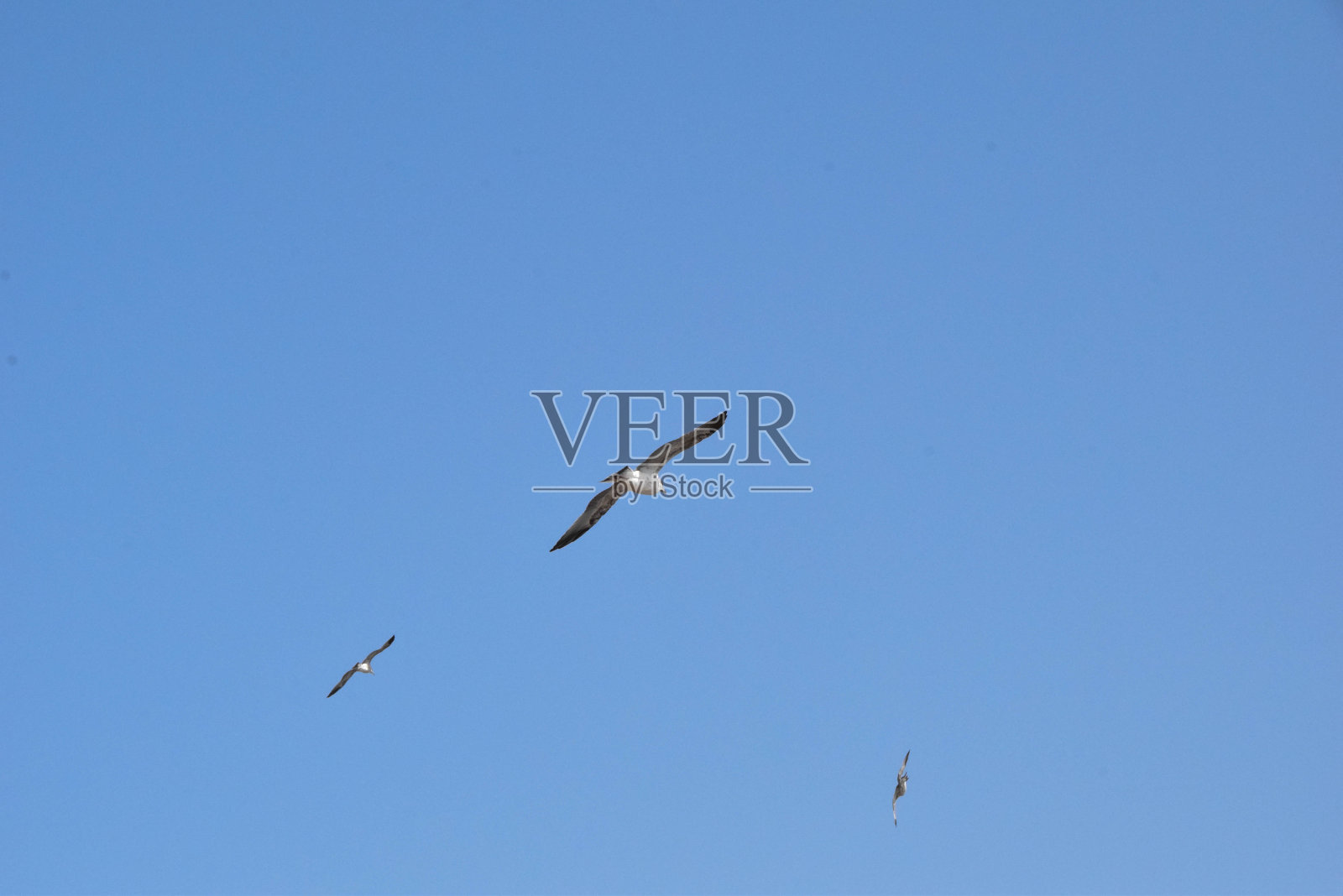 会飞的鸟照片摄影图片