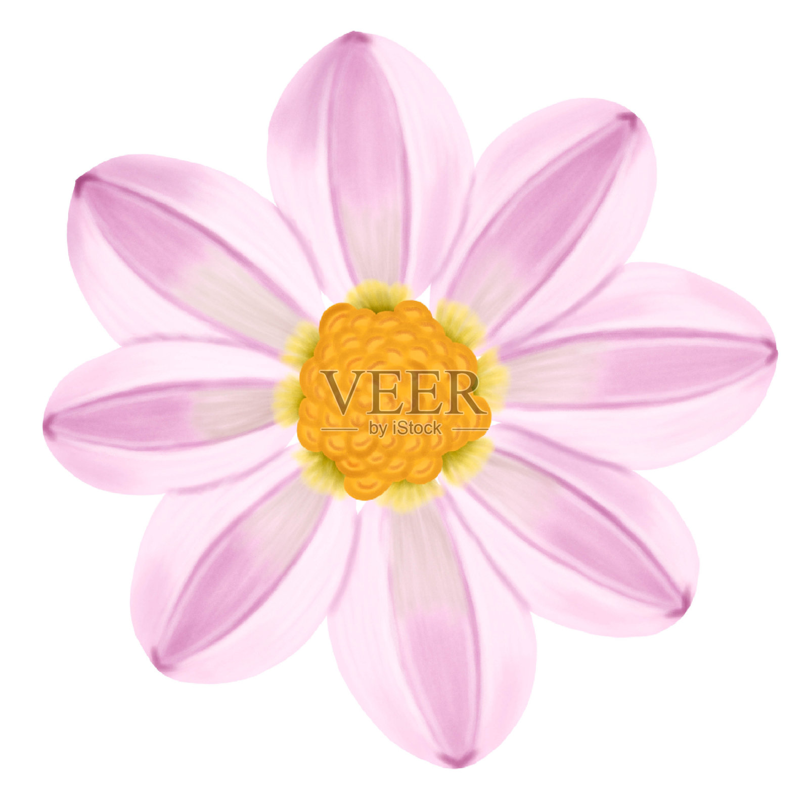 手绘单瓣粉红色大丽花孤立在白色背景插图上插画图片素材