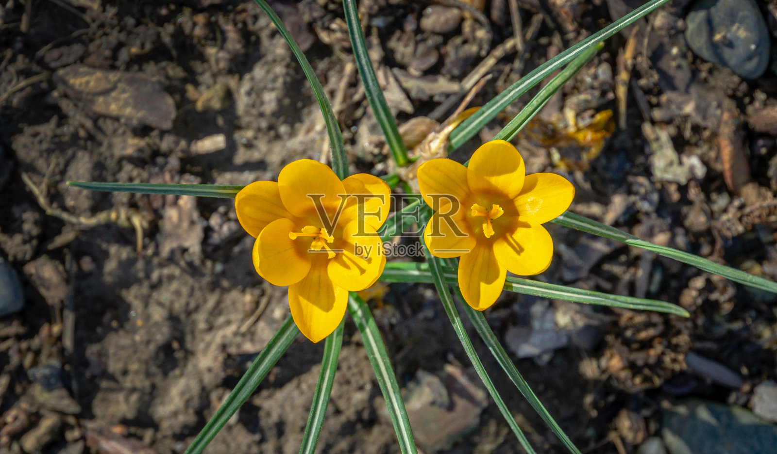 两种黄色的早番红花金黄色的自然背景棕色林地。选择性的特写镜头的焦点。春季主题设计。照片摄影图片