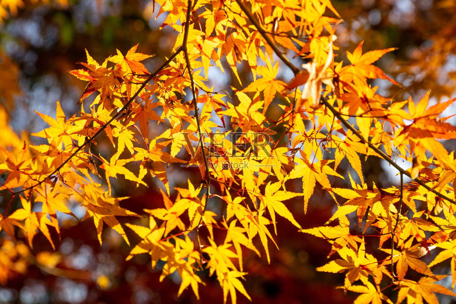 秋季公园，秋景背景照片摄影图片