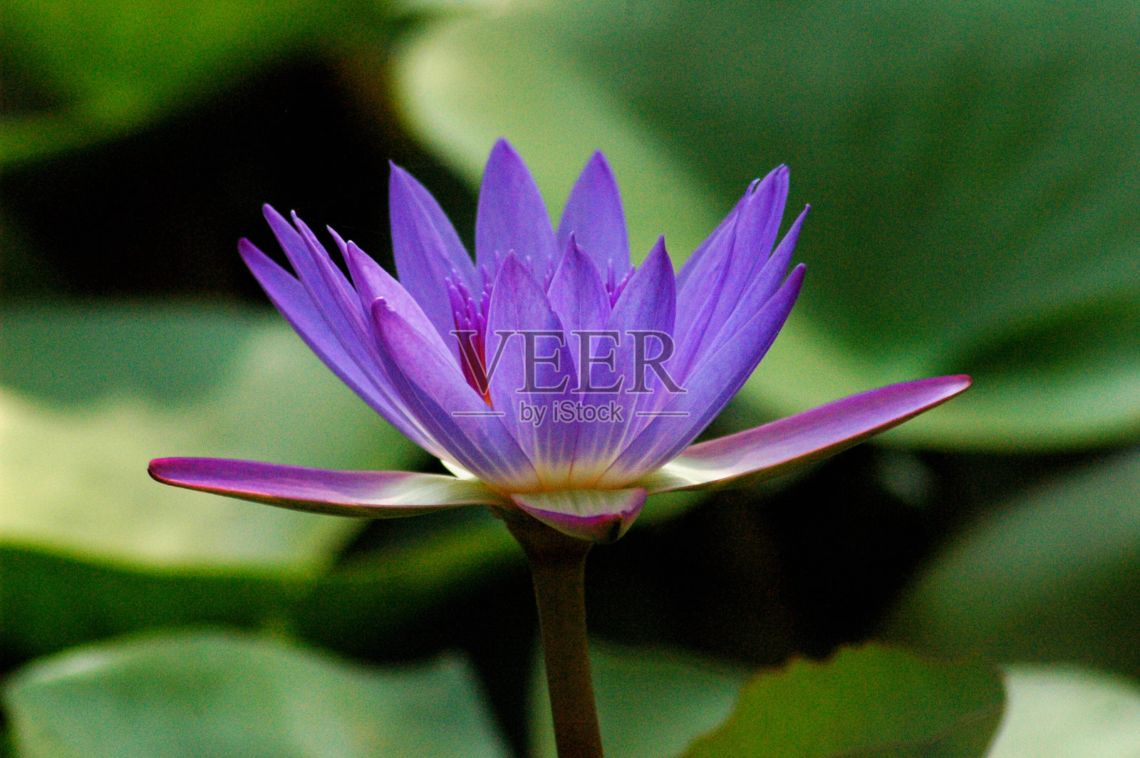 莲花照片摄影图片