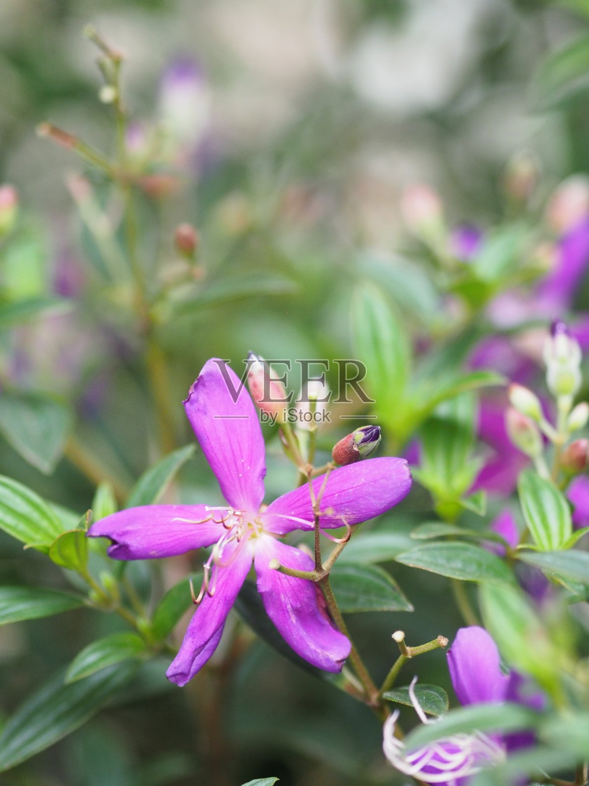 紫色的花朵盛开在大自然模糊的花园里照片摄影图片