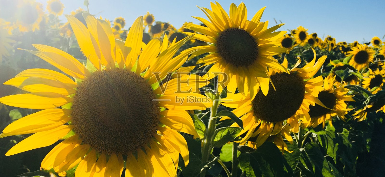 太阳花田(全景)照片摄影图片