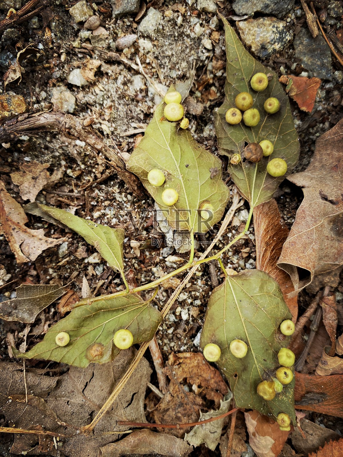 带有小豆荚的叶子照片摄影图片