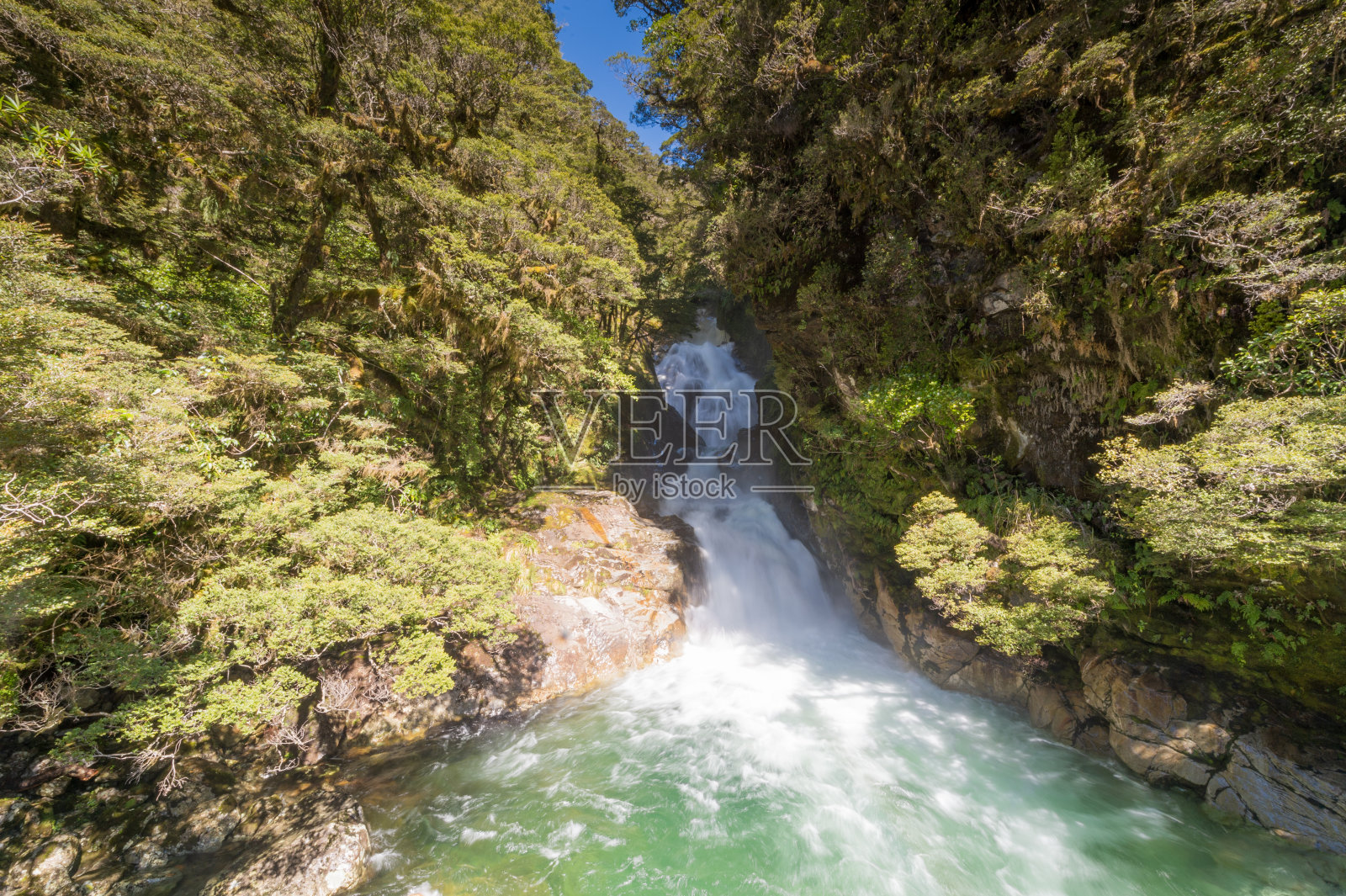 在新西兰南岛的米尔福德海湾国家公园，清晨的森林和溪流在自然景观的绿色环境中照片摄影图片