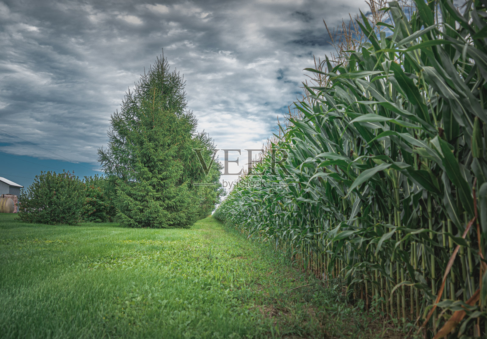 37、负责发展，清风如风。照片摄影图片