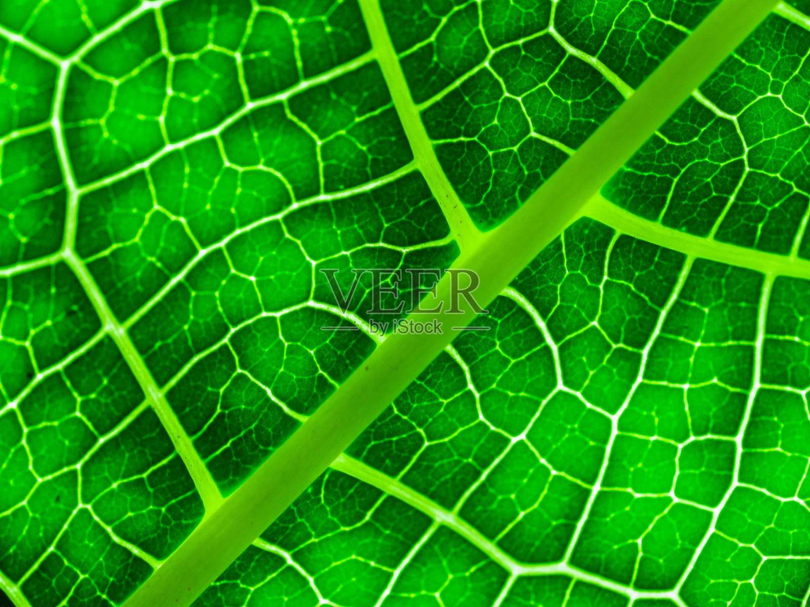 绿叶背景照片摄影图片