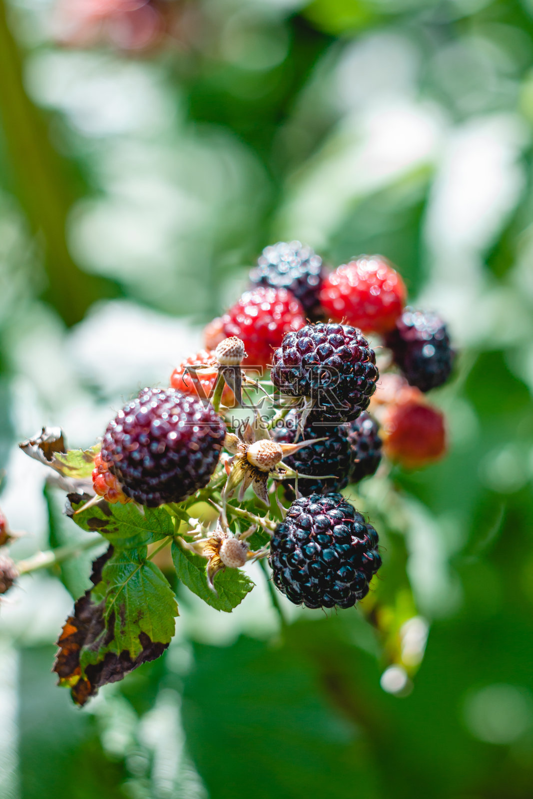 黑莓丛照片摄影图片