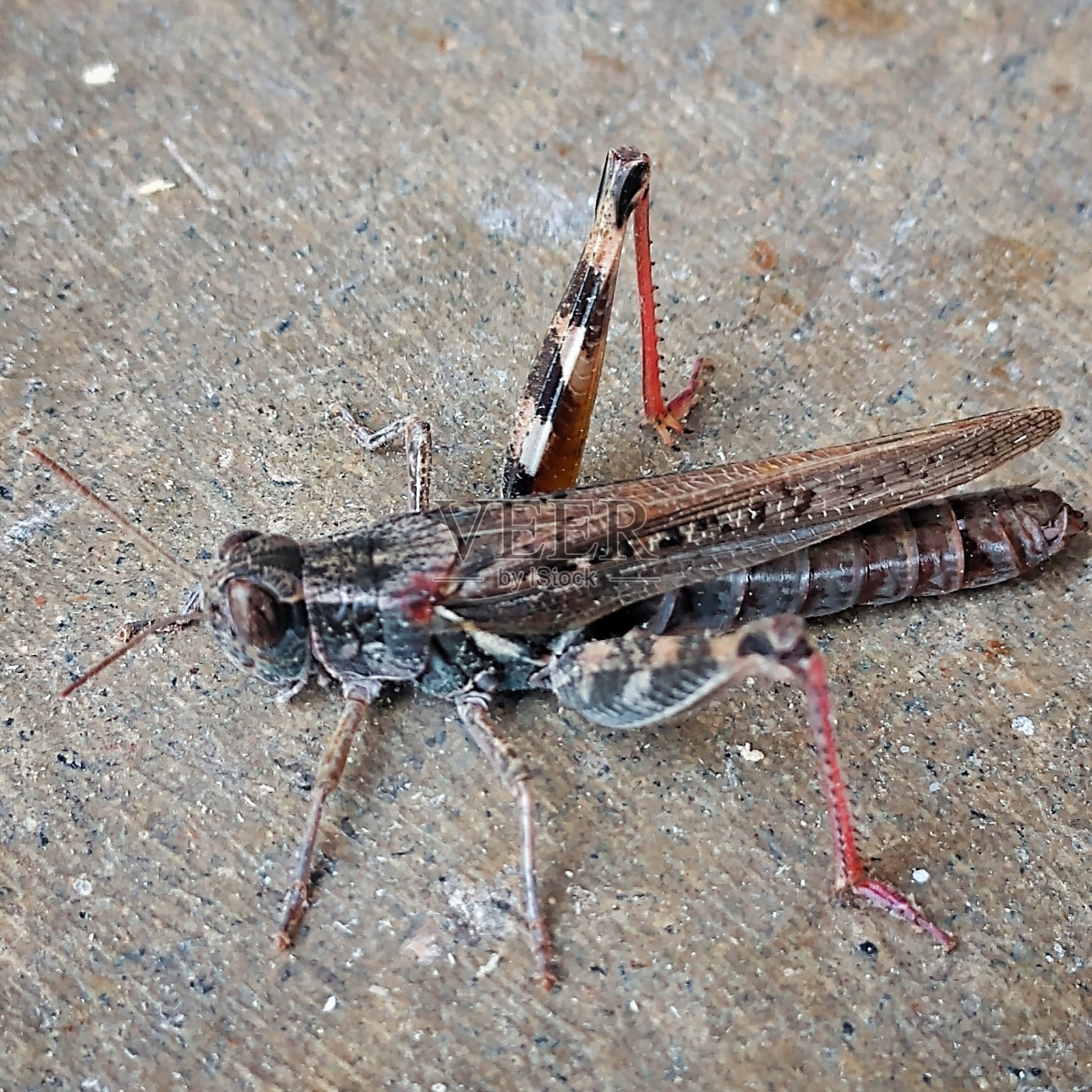 蚱蜢照片摄影图片