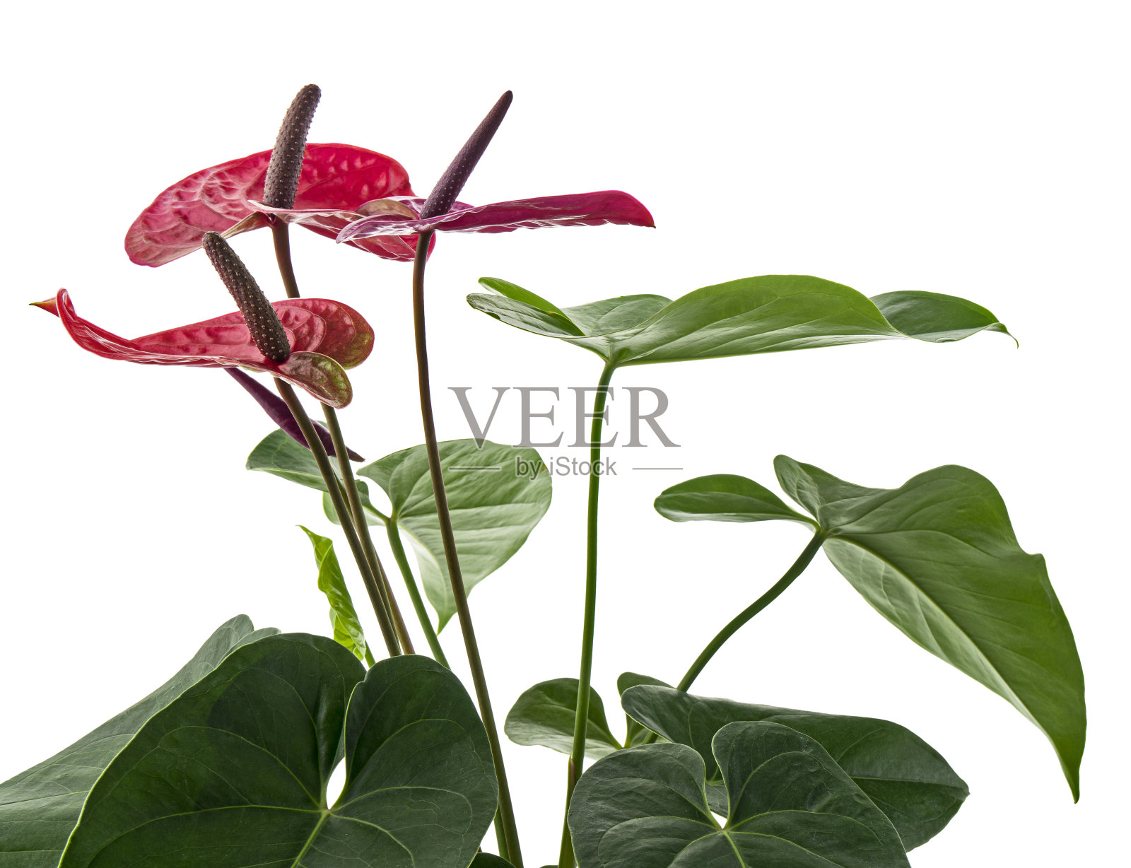 火烈鸟花或红掌犹他植物与花和叶孤立在白色背景，与修剪路径照片摄影图片