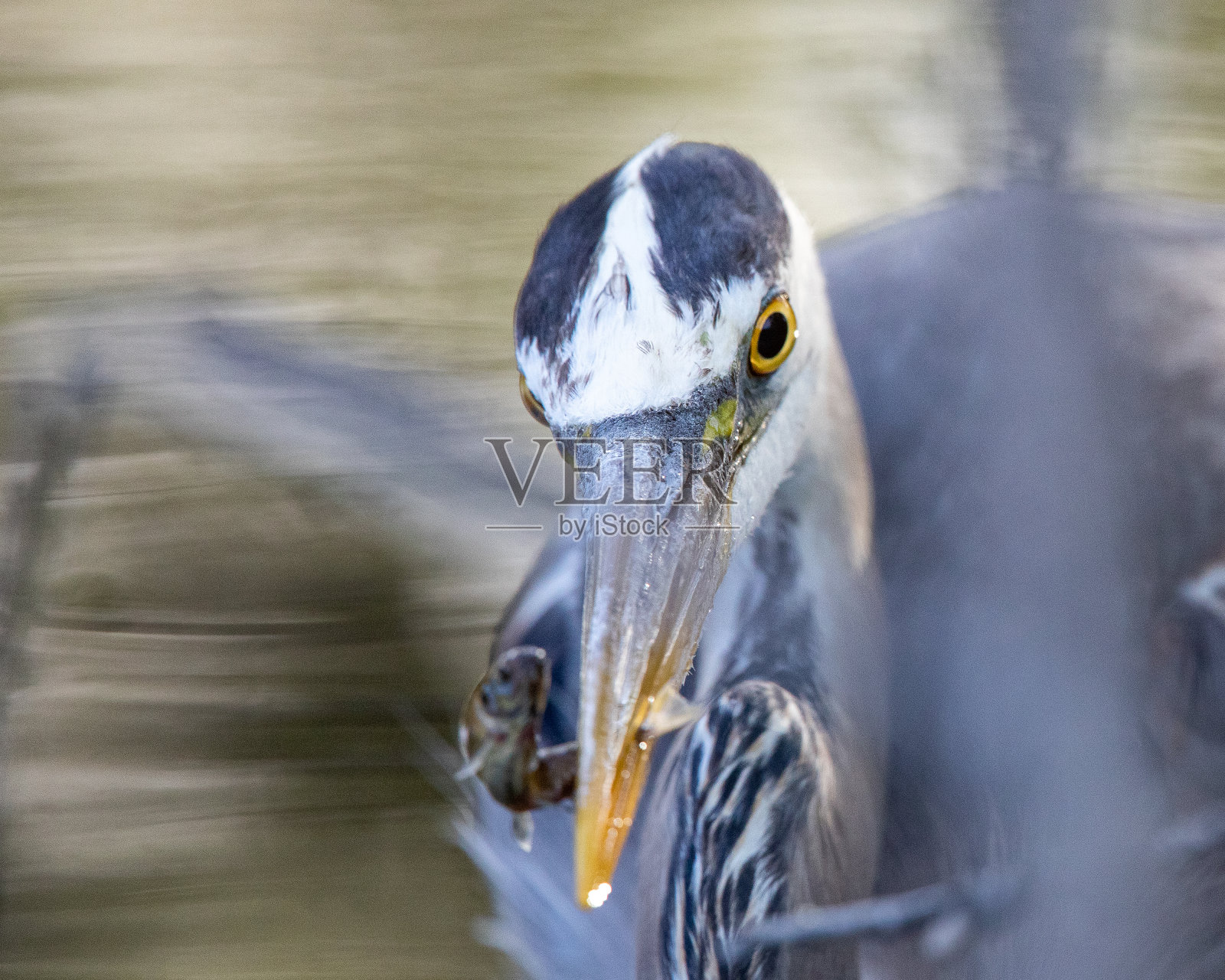 一只大蓝鹭和它的晨捕照片摄影图片