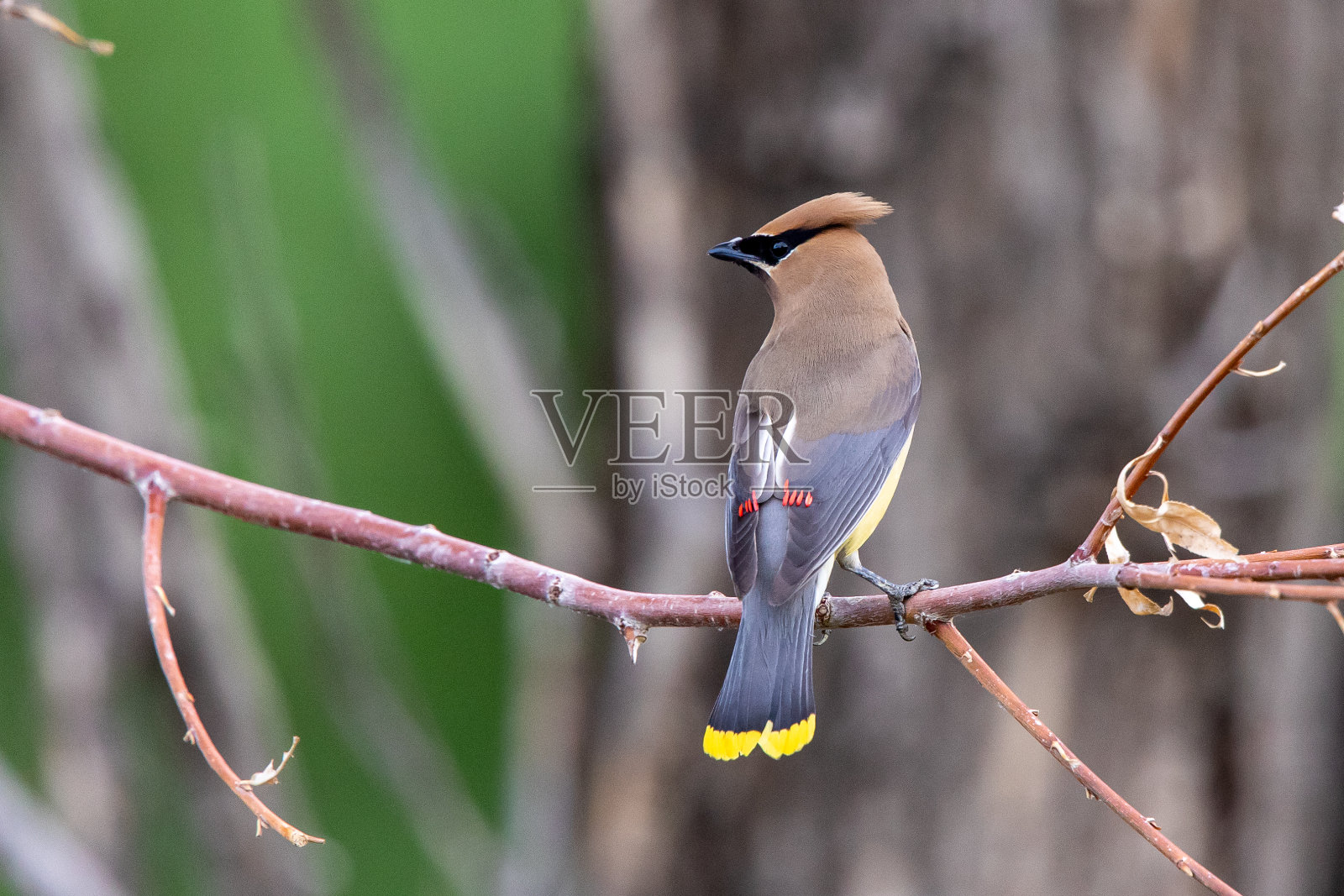 雪松蜡翼照片的集合照片摄影图片