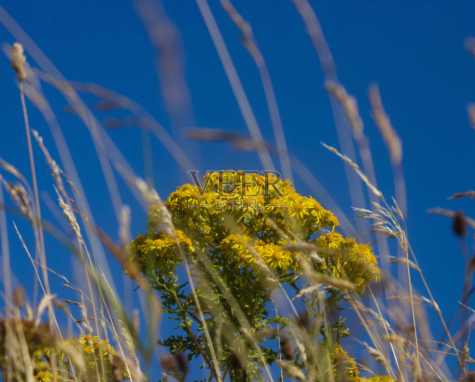 黄色的花照片摄影图片