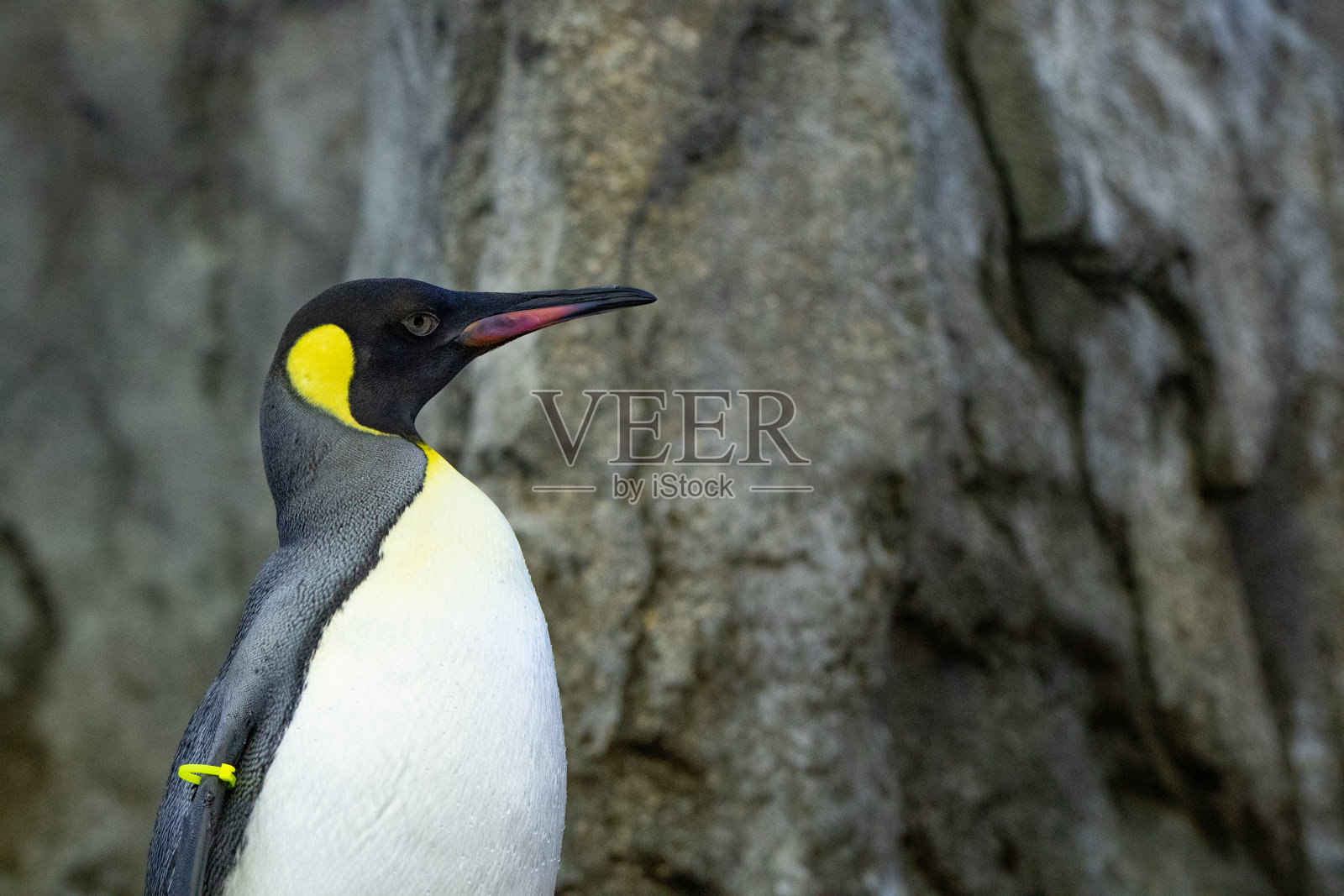 企鹅站在自然栖息地的岩石上照片摄影图片