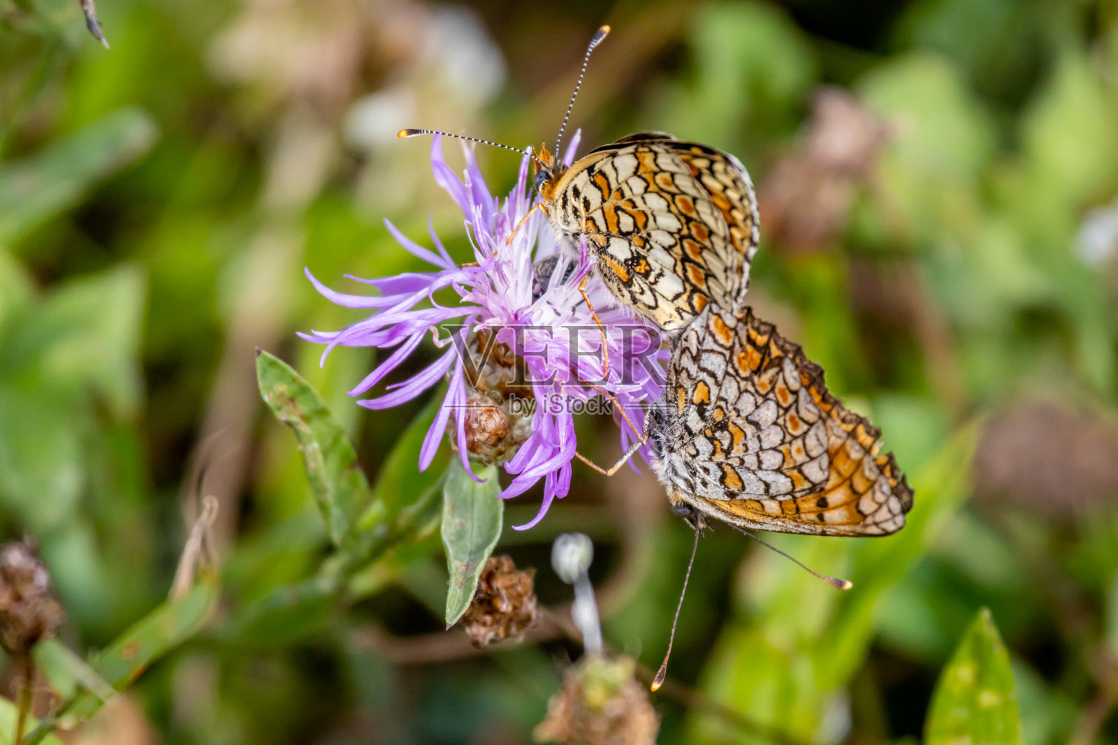 矢车菊贝母蝴蝶(矢车菊贝母)在一朵紫色的花上交配照片摄影图片