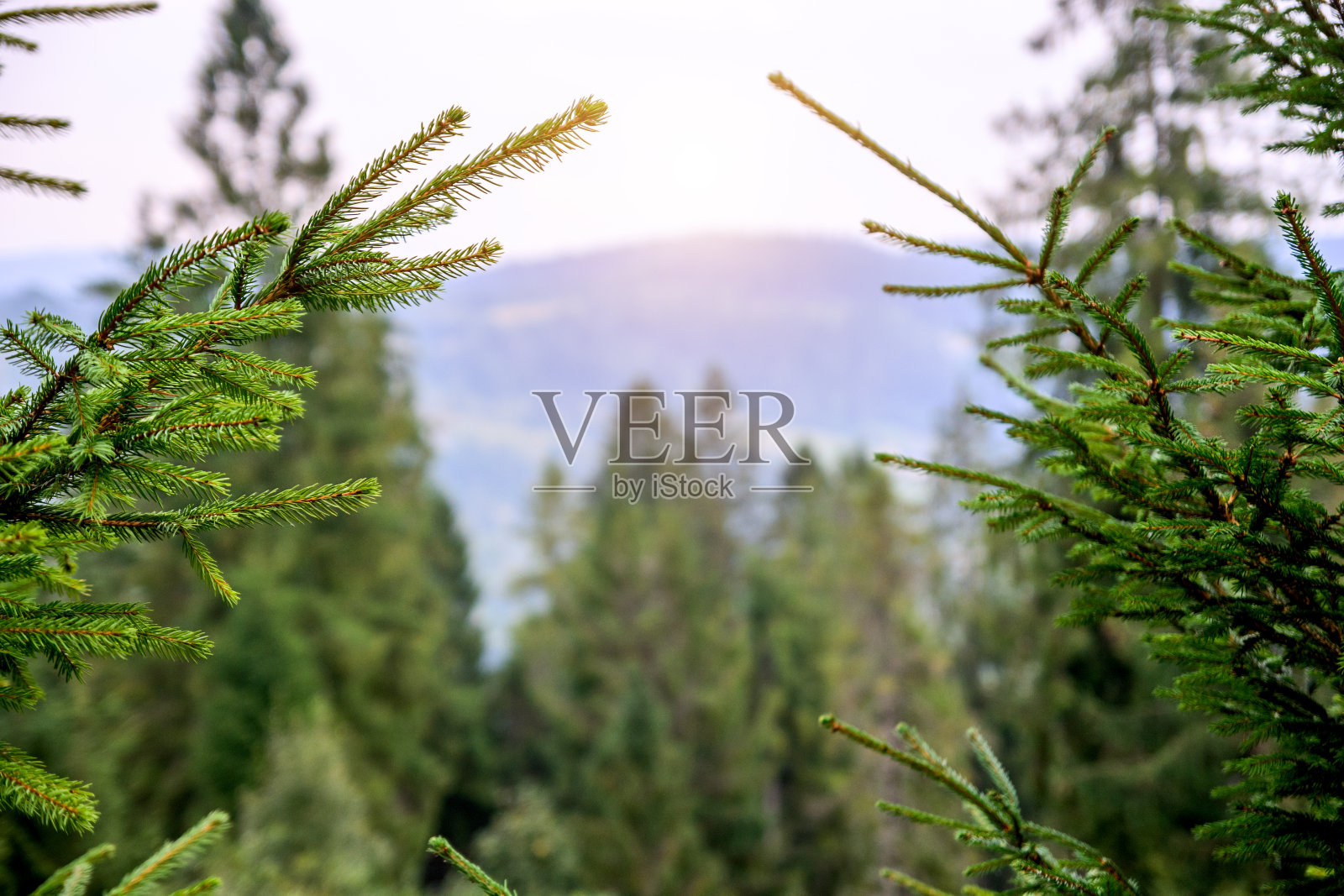 以森林和山脉为背景的树枝照片摄影图片