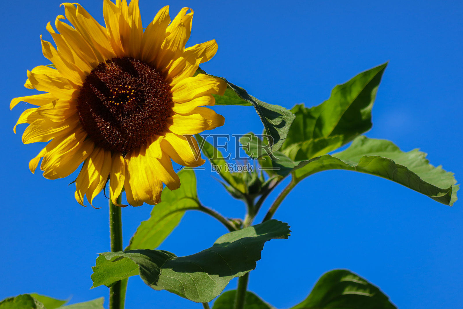 明亮的黄色向日葵映衬着蔚蓝几乎无云的天空照片摄影图片