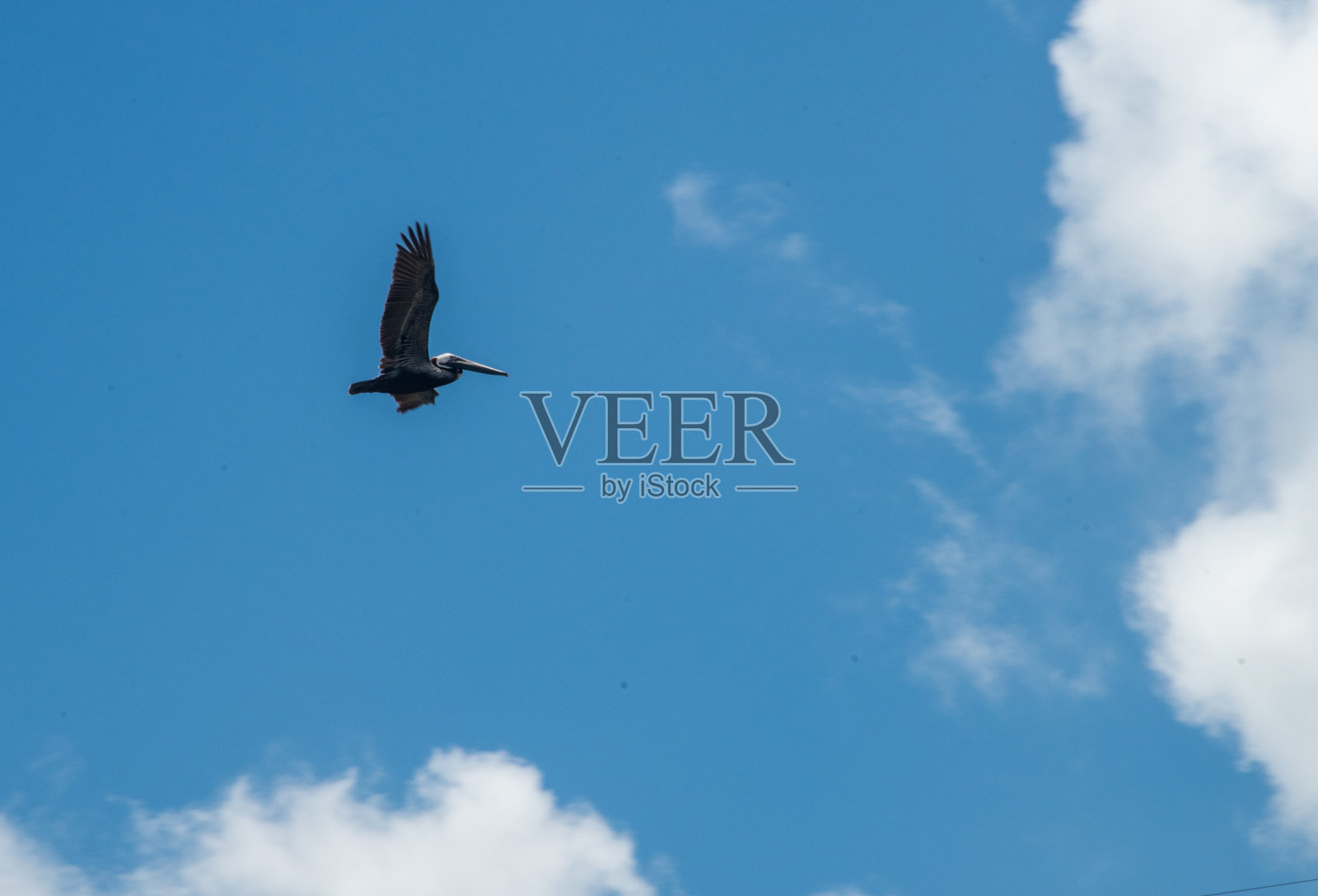 飞行中的褐鹈鹕照片摄影图片