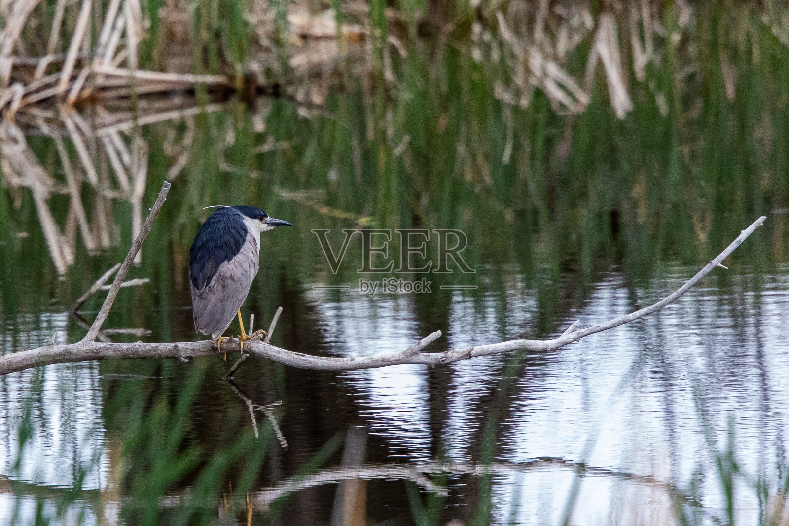 黑冠夜鹭栖息在树枝上照片摄影图片
