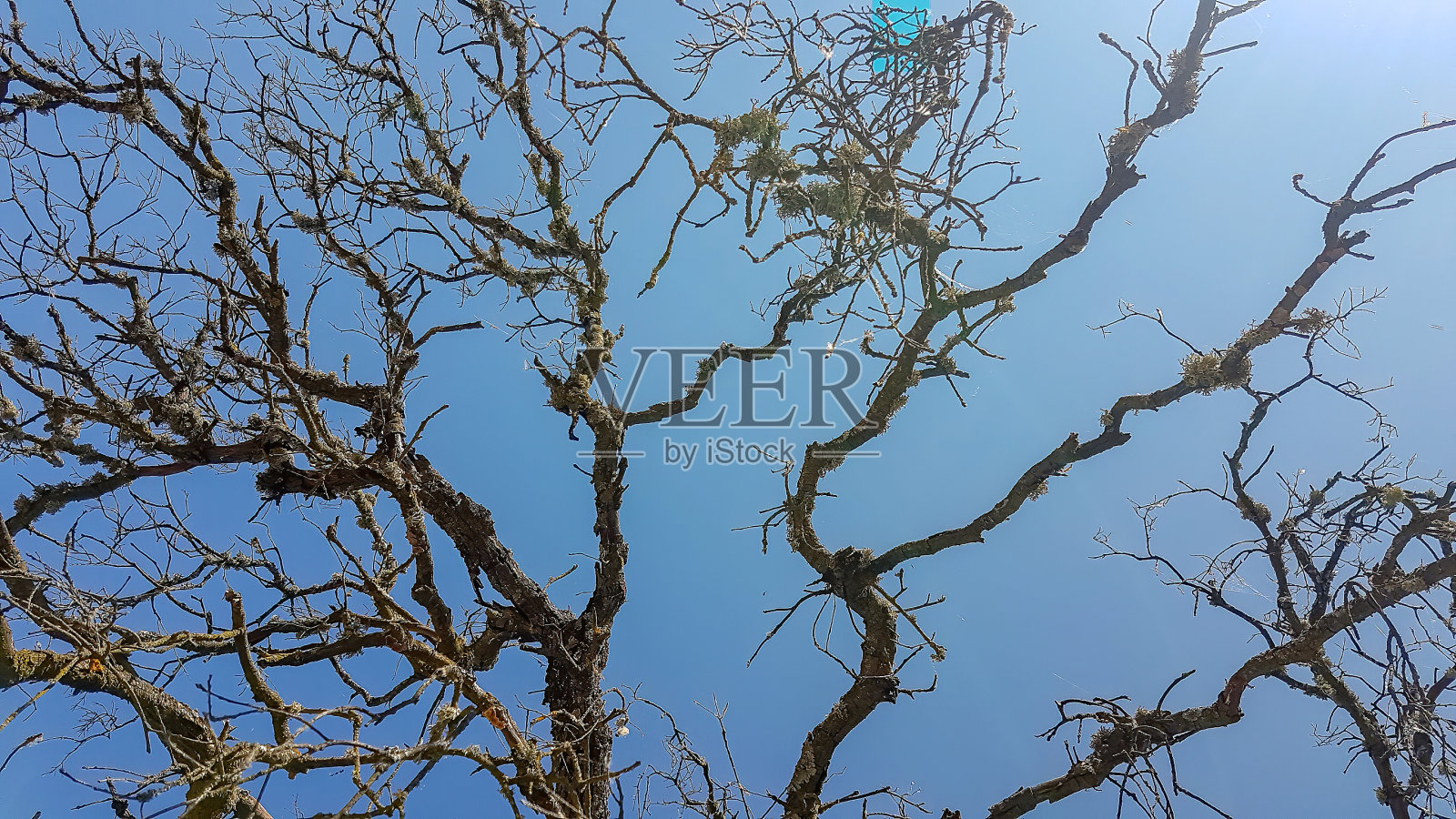 田野里的一棵干枯的树，背景是蓝天照片摄影图片