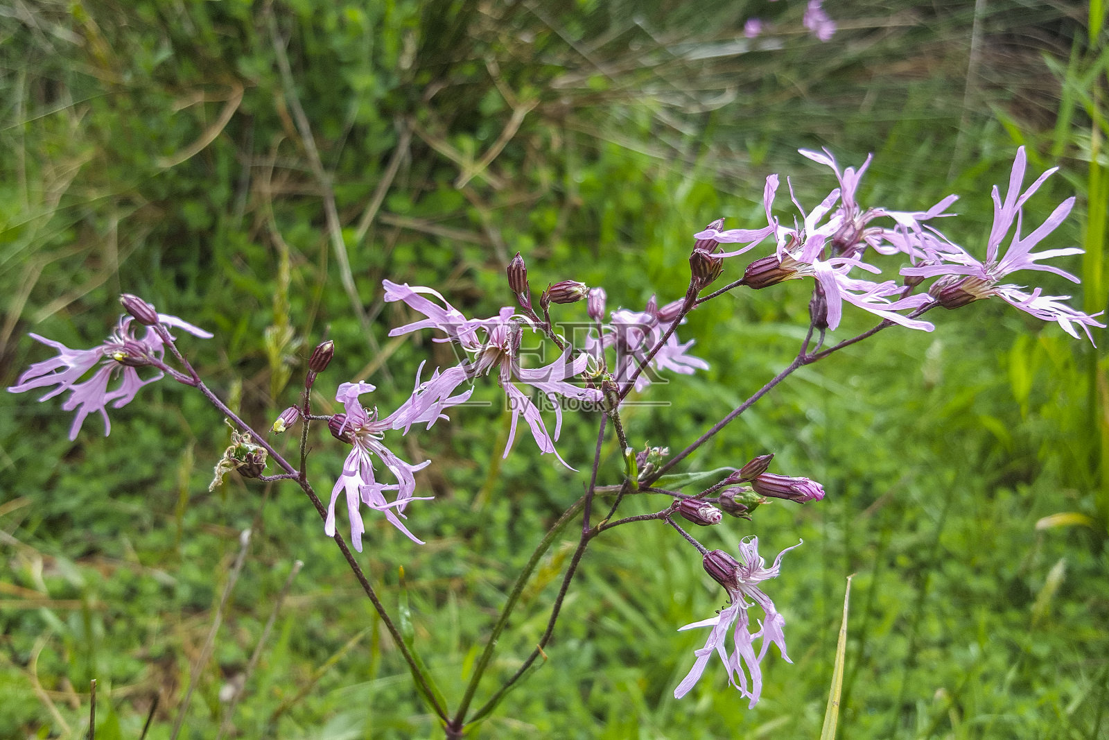 褴褛罗宾之花;特写镜头照片摄影图片