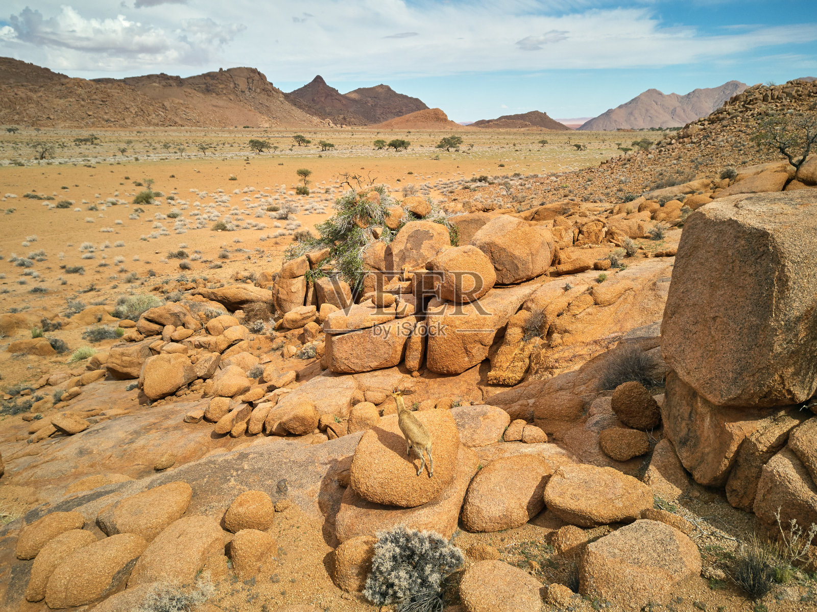克利普斯普林格在纳米比亚沙漠的岩石上照片摄影图片