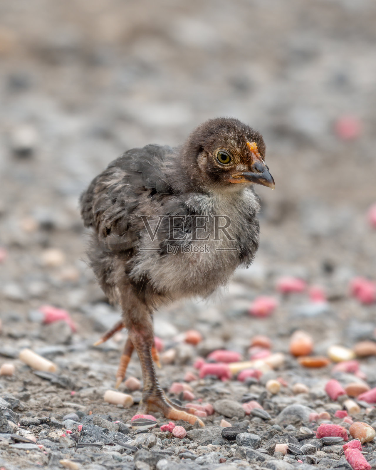 正在寻找食物的小鸡照片摄影图片