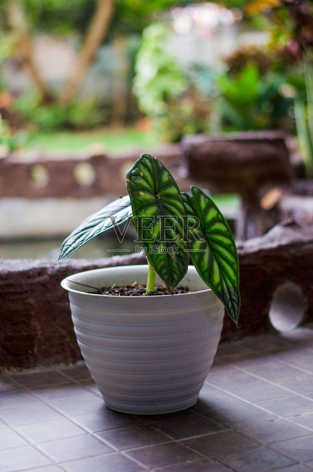 在花园的白色花盆中种植着海芋照片摄影图片