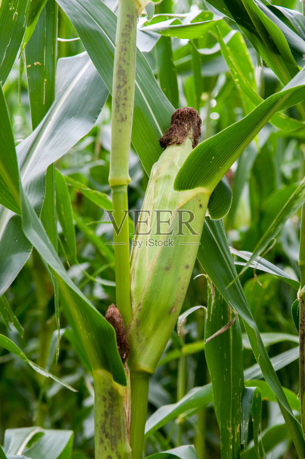 玉米，夏天的绿玉米田照片摄影图片