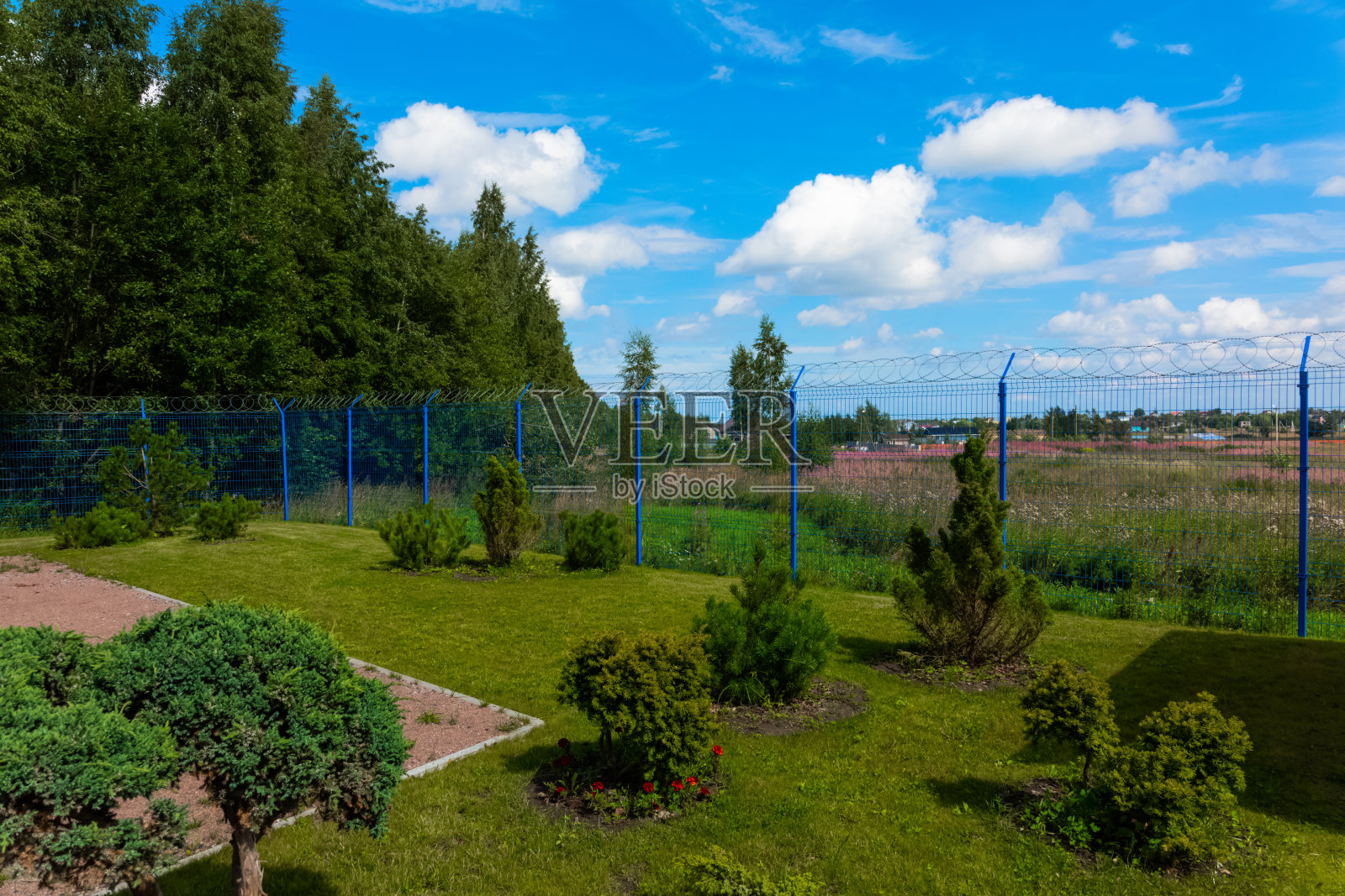 日出时的天然绿草地。装饰树。蓝天白云照片摄影图片