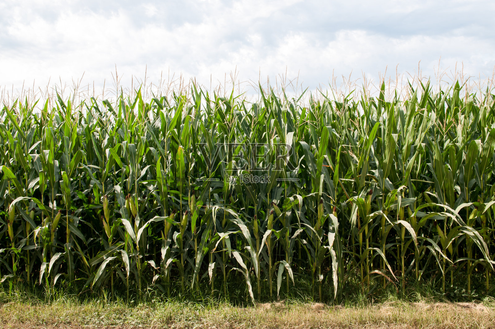 绿玉米，夏天的绿玉米田照片摄影图片