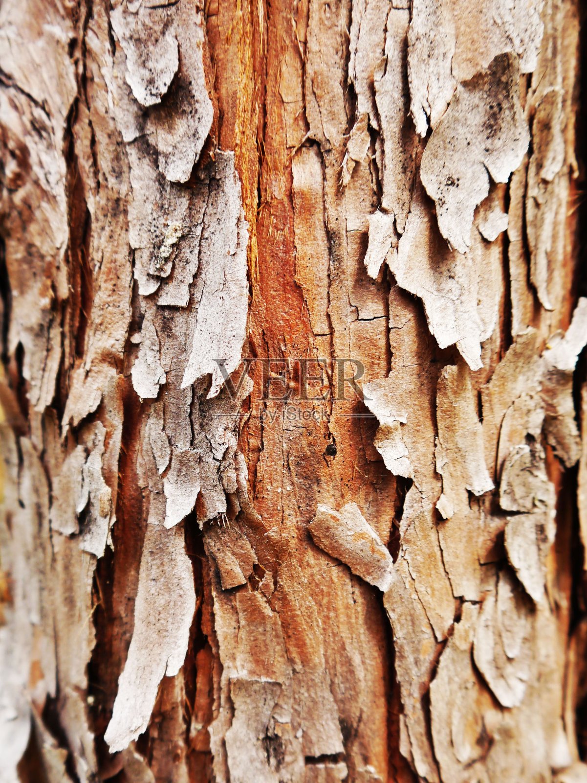 树皮照片摄影图片