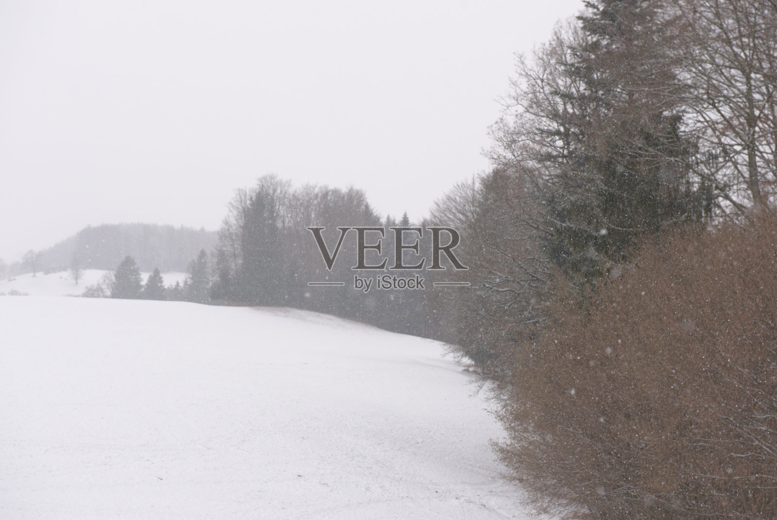 雪在光秃秃的树木覆盖的草地上飘动照片摄影图片