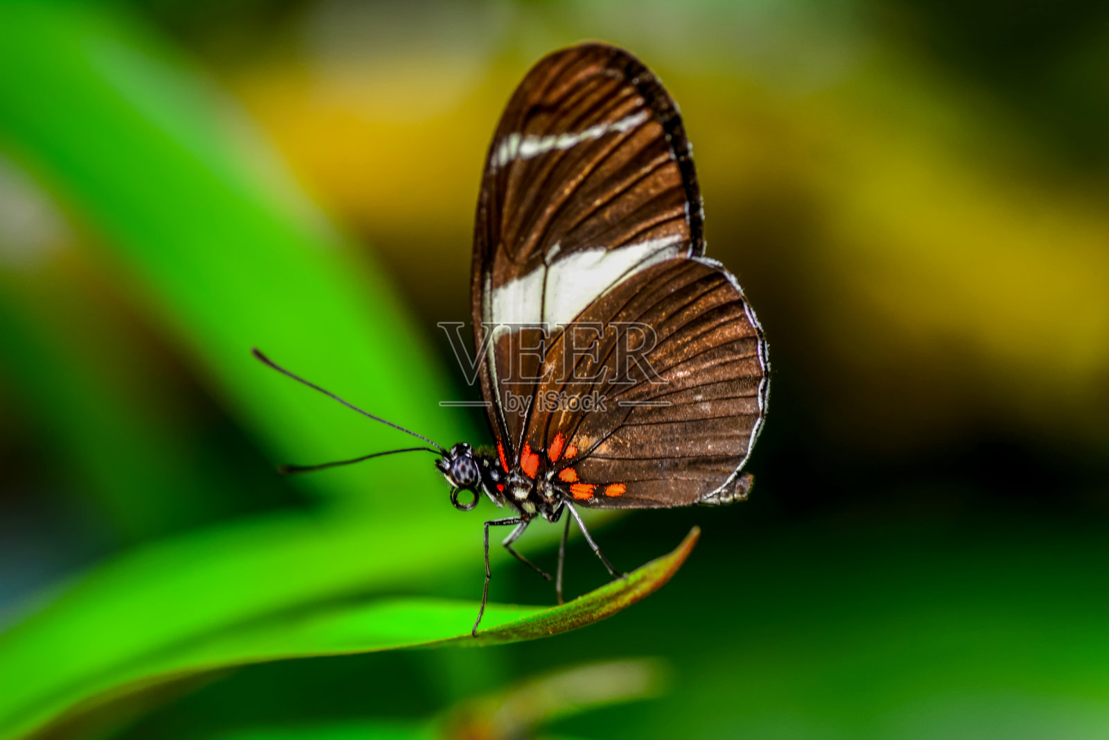 美丽的蝴蝶照片摄影图片