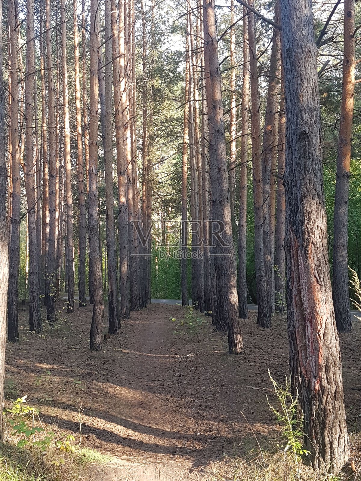 自然照片摄影图片