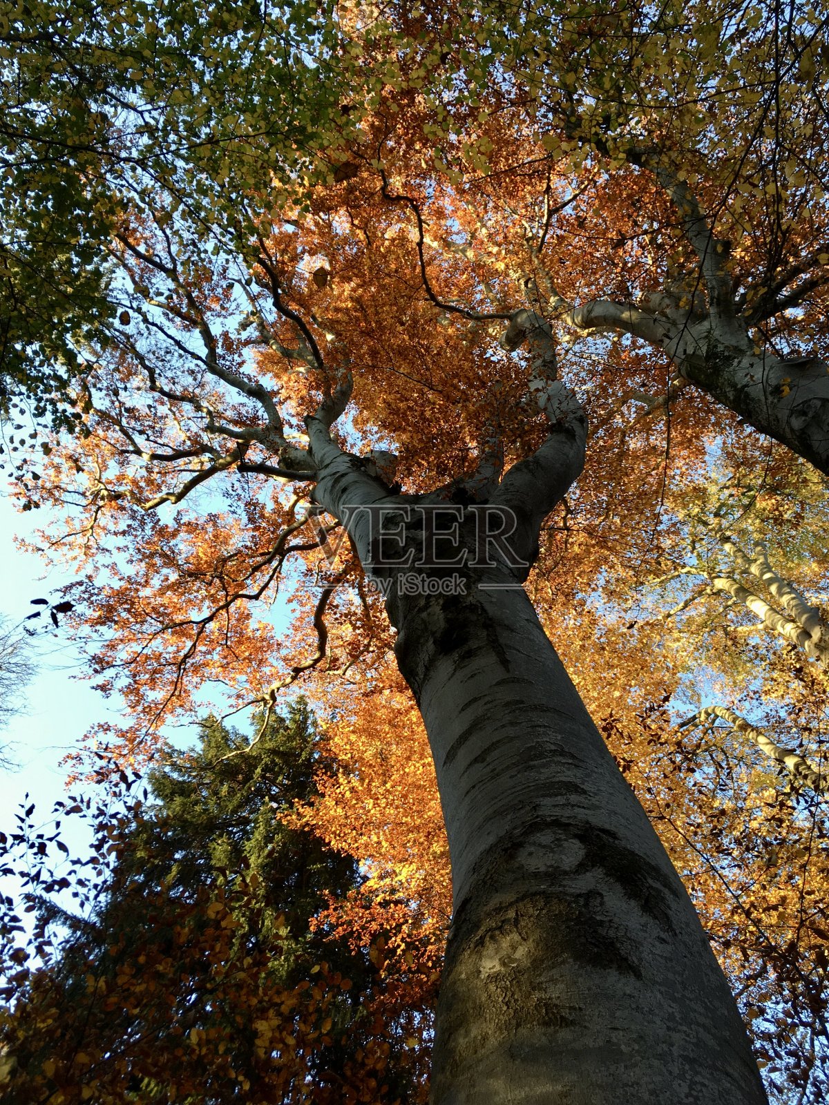 Chiemsee是德国巴伐利亚州靠近罗森海姆的一个淡水湖。它通常被称为“巴伐利亚海”。照片摄影图片