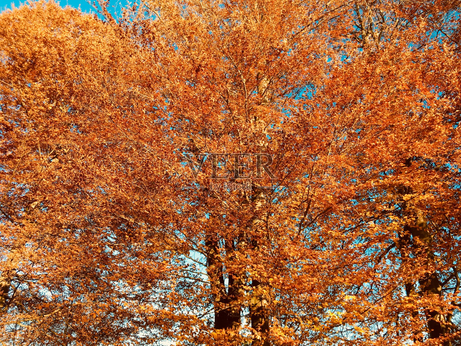 Chiemsee是德国巴伐利亚州靠近罗森海姆的一个淡水湖。它通常被称为“巴伐利亚海”。照片摄影图片