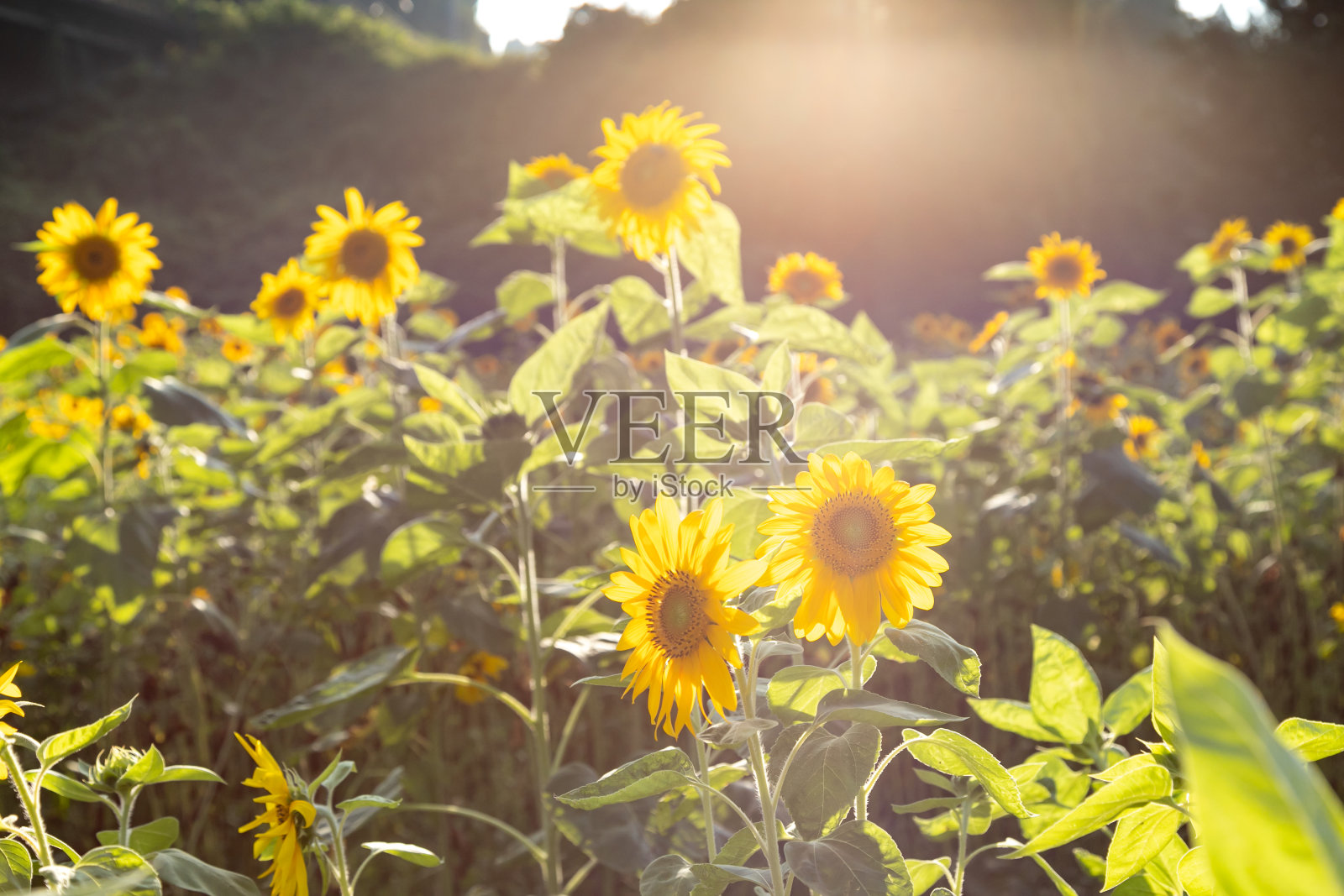 日本千叶市大石濑户乡村向日葵田照片摄影图片