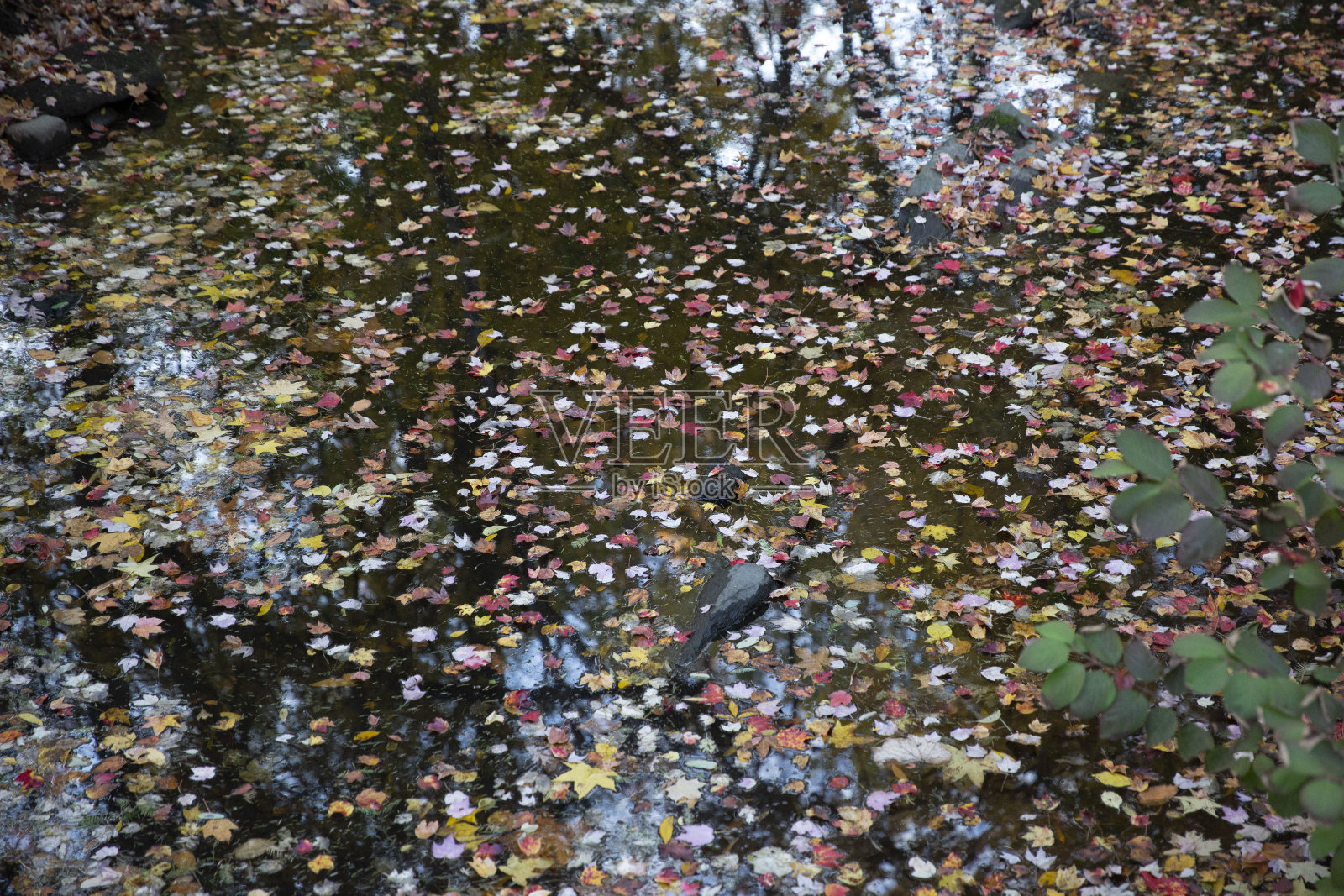 池塘里的秋叶照片摄影图片