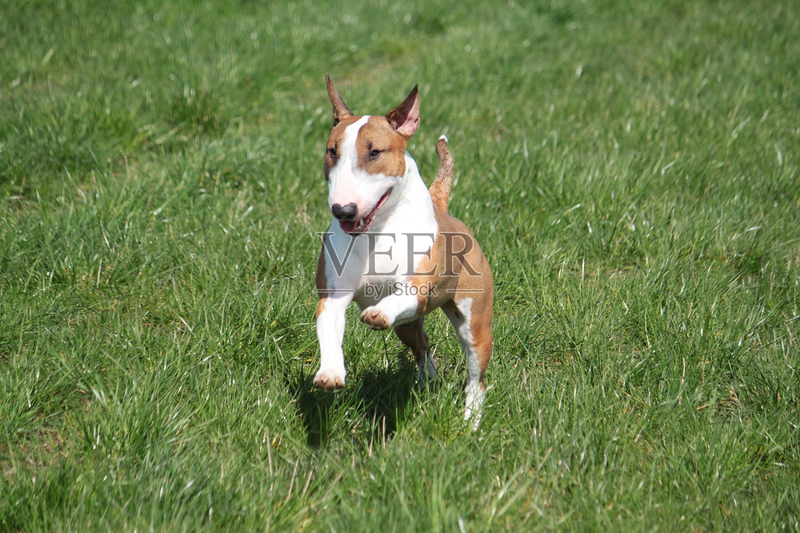 美国斯塔福德郡梗奔跑的特写镜头照片摄影图片