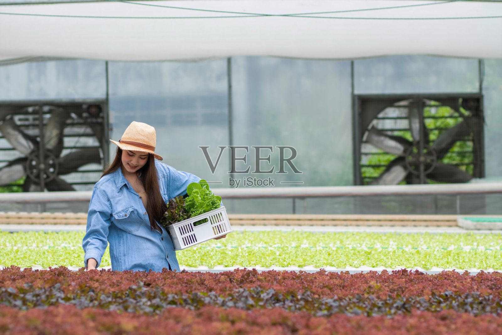 健康食品有机蔬菜农场，快乐迷人的女人主人板条箱装满水栽蔬菜和收集在温室照片摄影图片