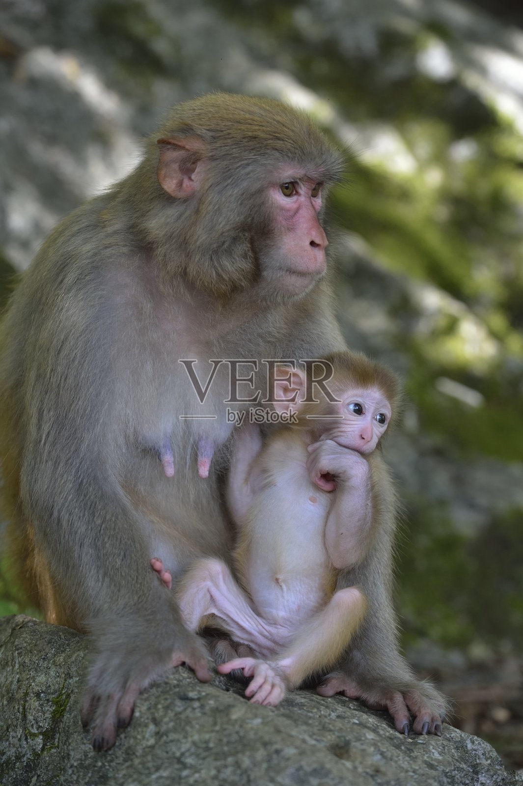 猴宝宝在妈妈的怀里照片摄影图片