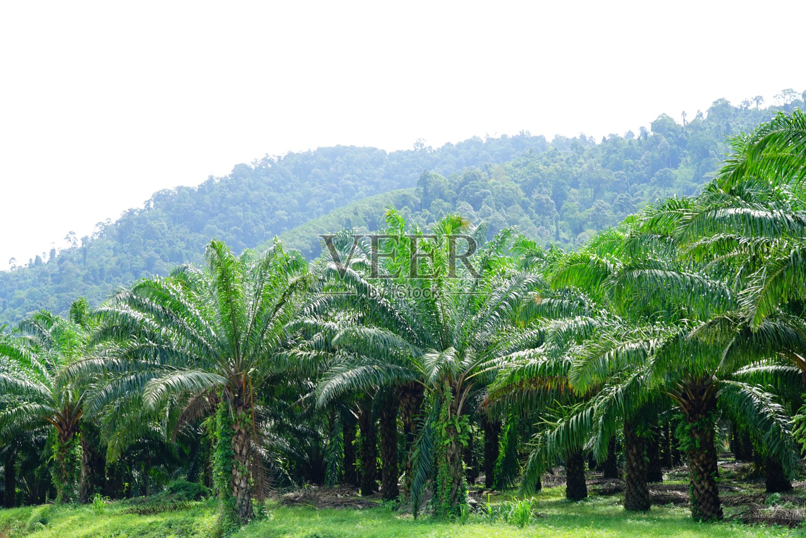 绿棕榈油种植园照片摄影图片